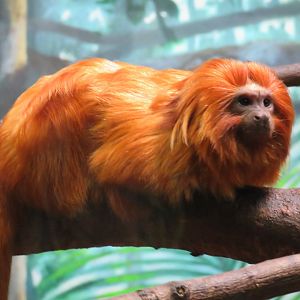 Golden lion tamarin