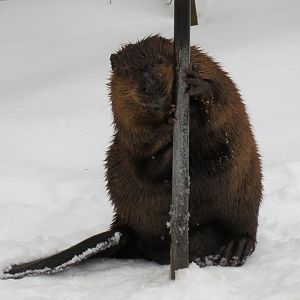 American beaver