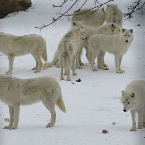 Arctic wolves