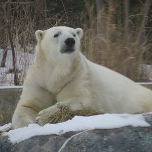 Polar bear