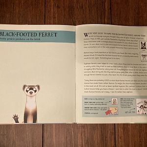 Lesser Spotted Animals