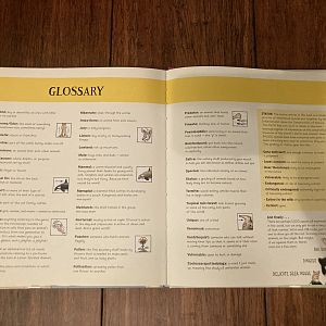 Lesser Spotted Animals