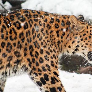 Apr. 2018 - Fragile Kingdom - Big Cats - Amur Leopard