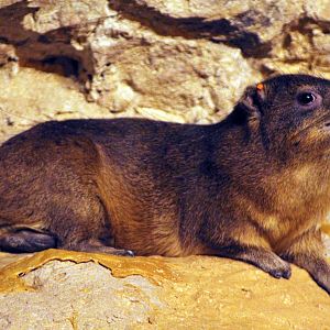 Apr. 2018 - Fragile Kingdom - Desert's Edge - Rock Hyrax