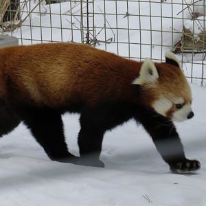 Red panda