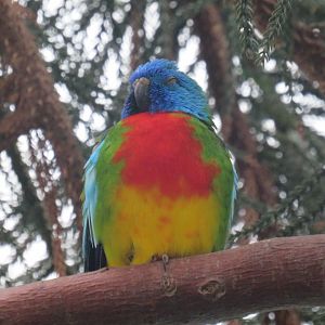 Scarlet-chested parrot