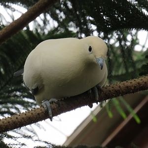Pied imperial pigeon