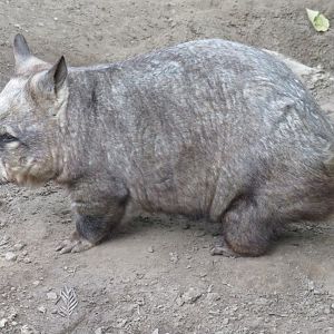 Southern hairy-nosed wombat
