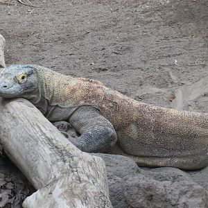 Komodo dragon