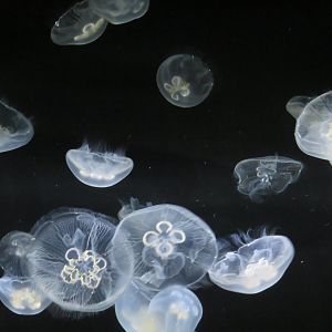 Moon jellies