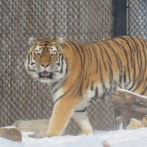Amur tiger