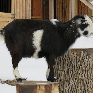 Domestic goat