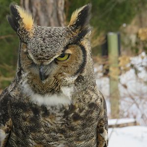 Great horned owl