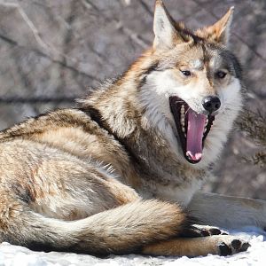 Feb. 2022 - Great Bear Wilderness - Three-legged Mexican Wolf