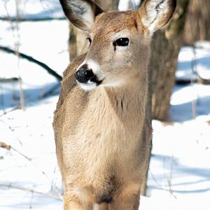 Feb. 2022 - Habitat Africa! The Forest - Wild White-tailed Deer
