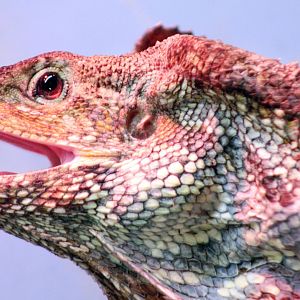 Feb. 2022 - Australia - Frilled Lizard