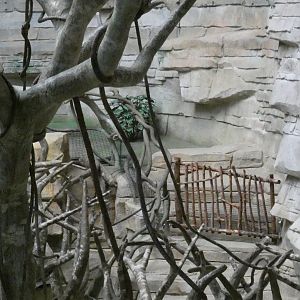 Upper portion accessible to Giant Anteater blocked off? - Feb. 2022