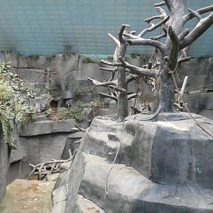 Gorilla Enclosure, Africa, Tropic World - Feb. 2022