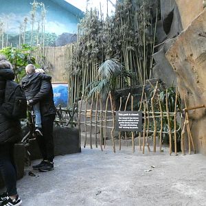 Gorilla 360 Viewing Remains Closed, Africa, Tropic World - Feb. 2022