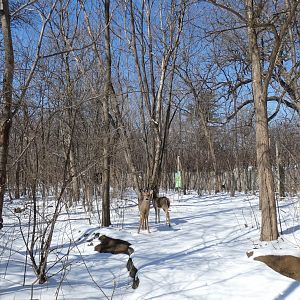 Wild Deer, Habitat Africa | the Forest - Feb. 2022