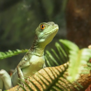 Juvenile Basilisk Lizard, The Swamp - Feb. 2022