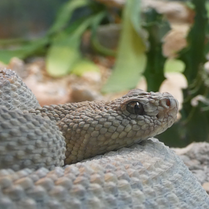 Aruba Island Rattlesnake, Feathers and Scales - Feb. 2022