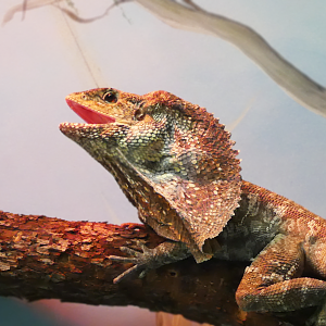 Frilled Lizard, Australia House - Feb. 2022