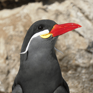 Inca Tern, The Living Coast - Feb. 2022