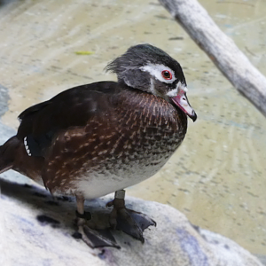Female Wood Duck, The Swamp - Feb. 2022