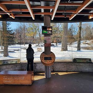 Feb. 2022 - Great Bear Wilderness - Mexican Wolf Viewing