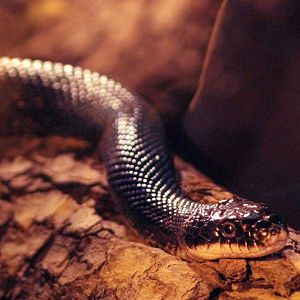 Feb. 2022 - The Swamp - Black Rat Snake