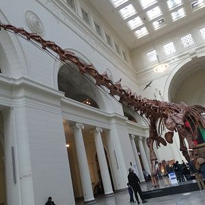 Máximo the Titanosaur, Main Hall - Feb. 2022