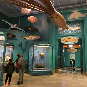 What is an Animal? - Feb. 2022