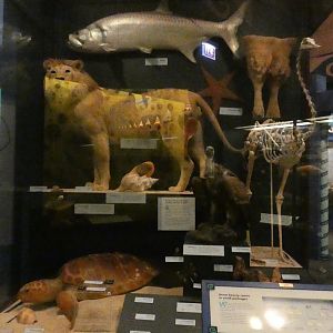 Randomized Taxidermied Animal Display, What is an Animal - Feb. 2022