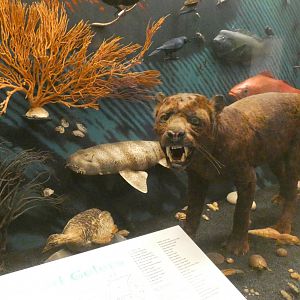 Randomized Taxidermied Animal Display, What is an Animal - Feb. 2022