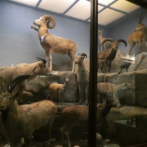 Mountain Animals Display, What is an Animal - Feb. 2022