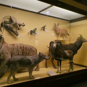 Randomized Taxidermied Animal Display, What is an Animal - Feb. 2022