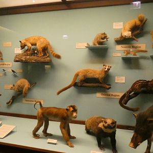 Randomized Taxidermied Animal Display, What is an Animal - Feb. 2022