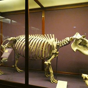 Hippo Skeletal Display, What is an Animal - Feb. 2022