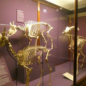 Artiodactyla Skeletal Display, What is an Animal - Feb. 2022