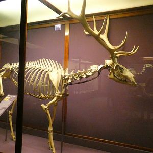 American Elk Skeletal Display, What is an Animal - Feb. 2022
