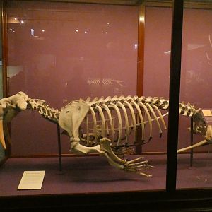 Walrus Skeletal Display, What is an Animal - Feb. 2022