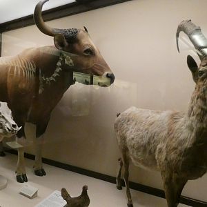 Randomized Taxidermied Animal Display, What is an Animal - Feb. 2022