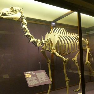 Bactrian Camel Skeletal Display, What is an Animal - Feb. 2022
