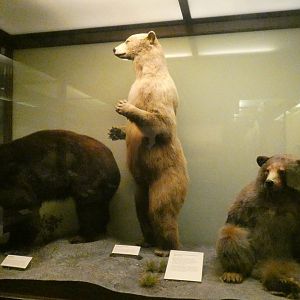 Bear Display, What is an Animal - Feb. 2022