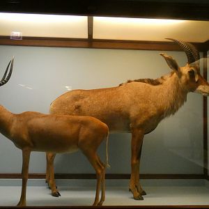 African Hoofstalk Display, What is an Animal - Feb. 2022
