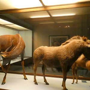 African Hoofstalk Display, What is an Animal - Feb. 2022