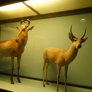 African Hoofstalk Display, What is an Animal - Feb. 2022