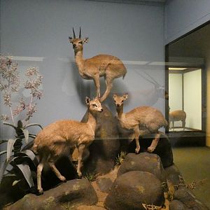 Klipspringer Display, What is an Animal - Feb. 2022