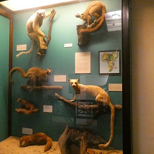 Madagascar Display, Mammals of Africa - Feb. 2022